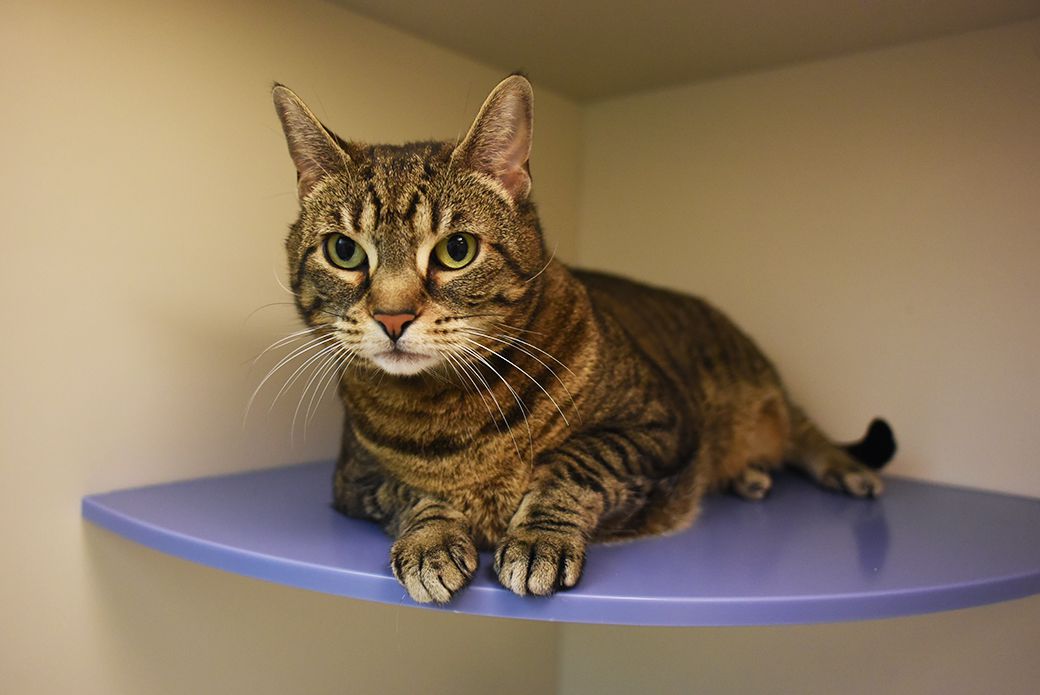 Miu, 7, is a brown domestic shorthair tabby. She's adorable cat who, according to the ASPCA "does everything in a big way and lead the parade. She’s an adventurous cat, but will still make plenty of time to show you her affectionate side. Want a cat who's brimming with confidence? That's Miu!"<br><br>Here are <a href="http://www.aspca.org/nyc/aspca-adoption-center/adoptable-cats/miu-a20857151">Miu's details</a>.